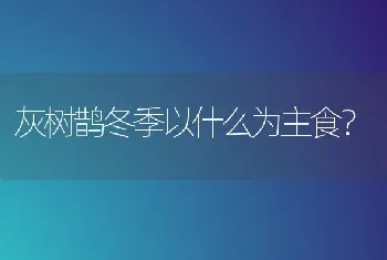 灰树鹊冬季以什么为主食？