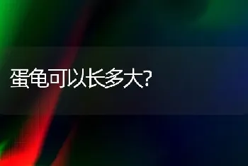 蛋龟可以长多大？