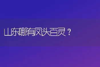 山东哪有凤头百灵？