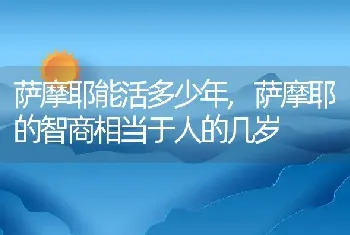 萨摩耶能活多少年，萨摩耶的智商相当于人的几岁