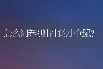 怎么饲养刚出生的小仓鼠？