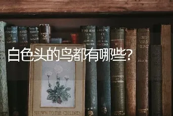 白色头的鸟都有哪些？