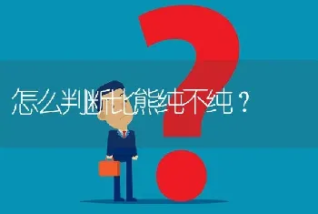 怎么判断比熊纯不纯？