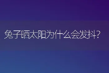 兔子晒太阳为什么会发抖？