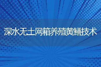 深水无土网箱养殖黄鳝技术