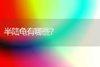 半陆龟有哪些？