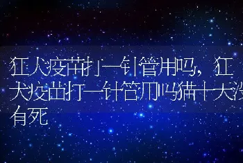 狂犬疫苗打一针管用吗，狂犬疫苗打一针管用吗猫十天没有死