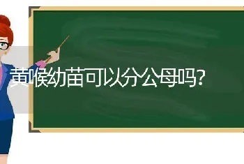 我们家泰迪经常会突然气喘。是不是有什么问题啊。心疼哦？