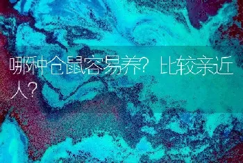 哪种仓鼠容易养？比较亲近人？