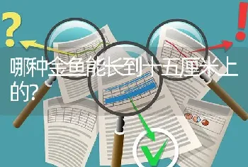 哪种金鱼能长到十五厘米上的？