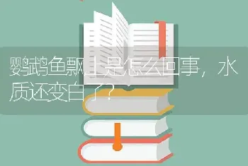 鹦鹉鱼飘上是怎么回事，水质还变白了？