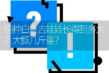 纯种白色吉娃娃长得到多大？大慨几斤重？