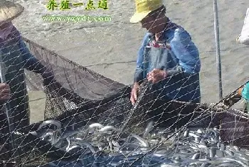 鳗鱼四大天然饵料简介