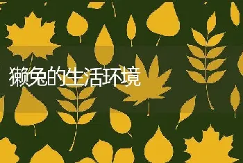 獭兔的生活环境