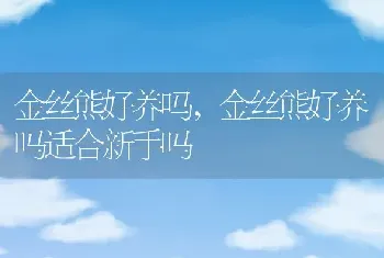 金丝熊好养吗，金丝熊好养吗适合新手吗