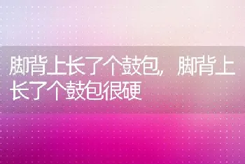 脚背上长了个鼓包，脚背上长了个鼓包很硬