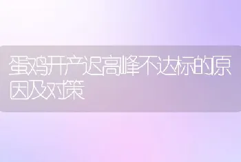 蛋鸡开产迟高峰不达标的原因及对策