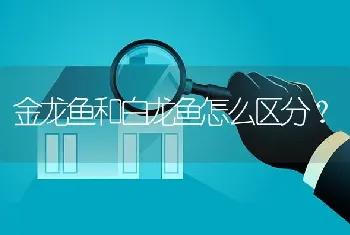 金龙鱼和白龙鱼怎么区分？