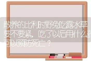 散养的比利时野兔吃露水草要不要紧，吃了以后用什么药可以预防死亡？