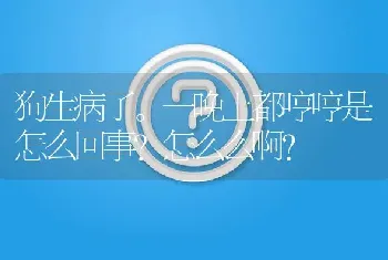 狗生病了。一晚上都哼哼是怎么回事?怎么么啊？