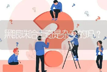 黑眼珠哈士奇是杂交的吗？