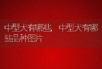 中型犬有哪些，中型犬有哪些品种图片