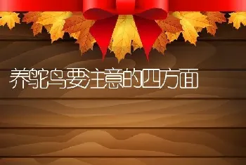 养鸵鸟要注意的四方面