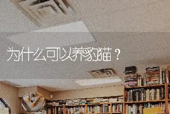 为什么可以养豹猫？