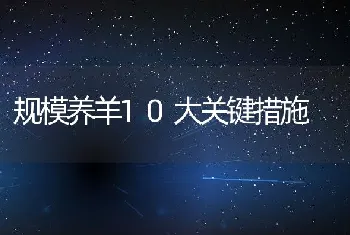 规模养羊10大关键措施