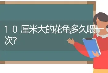 10厘米大的花龟多久喂一次？