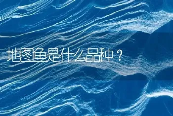 地图鱼是什么品种？