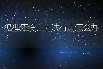 狐狸瘫痪，无法行走怎么办？