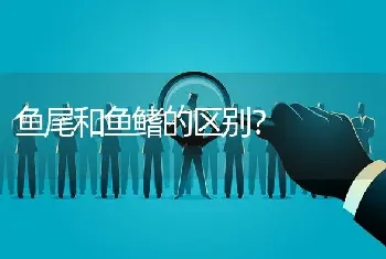 鱼尾和鱼鳍的区别？