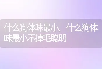 什么狗体味最小，什么狗体味最小不掉毛聪明