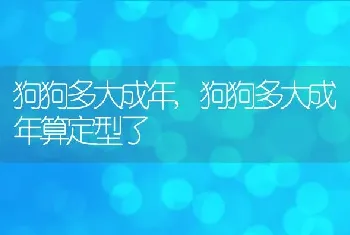 狗狗多大成年，狗狗多大成年算定型了