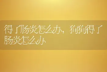 得了肠炎怎么办，狗狗得了肠炎怎么办