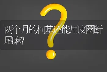 两个月的柯基还能用皮圈断尾嘛？