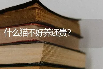 什么猫不好养还贵？