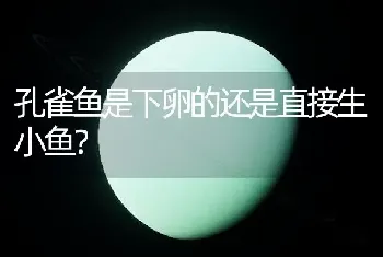 孔雀鱼是下卵的还是直接生小鱼？