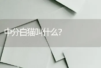 中分白猫叫什么？