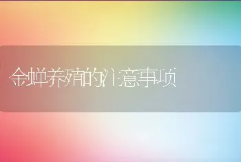 金蝉养殖的注意事项