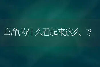 乌龟为什么看起来这么二？