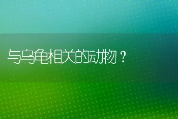 一岁的边牧怎么认主？