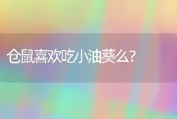 仓鼠喜欢吃小油葵么？