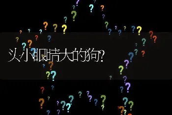 头小眼睛大的狗？