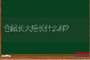 仓鼠长大后长什么样？