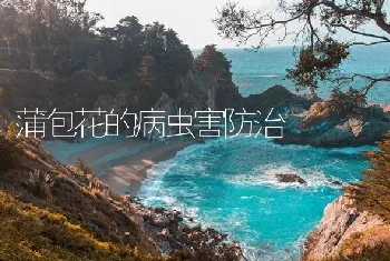 蒲包花的病虫害防治