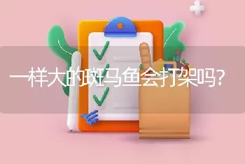 一样大的斑马鱼会打架吗？