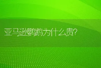 亚马逊鹦鹉为什么贵？