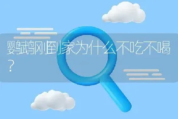 鹦鹉刚到家为什么不吃不喝？